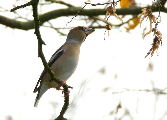 Hawfinch