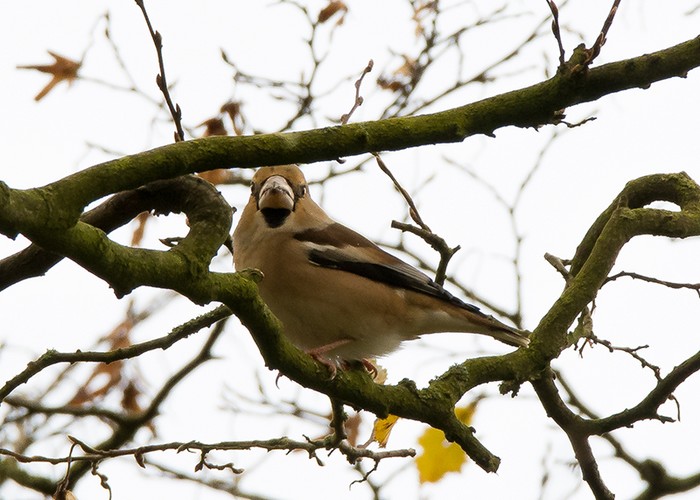 Hawfinch