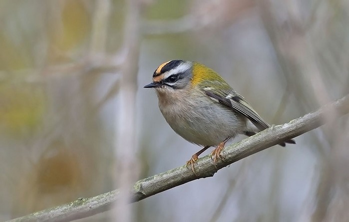 Firecrest