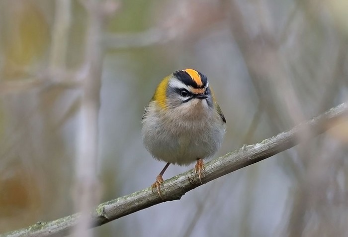 Firecrest
