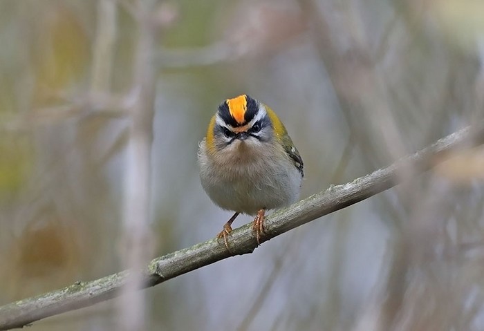Firecrest