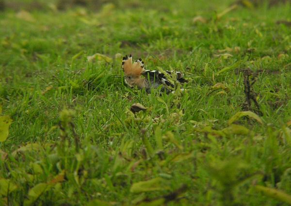 Hoopoe