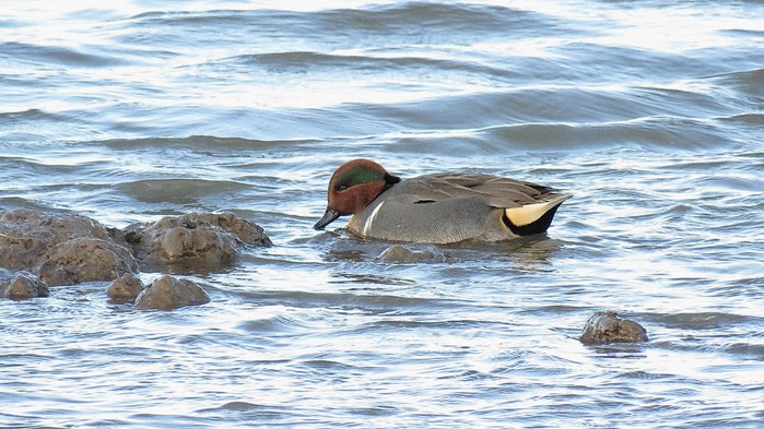 Green-winged Teal