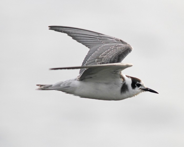 Black Tern