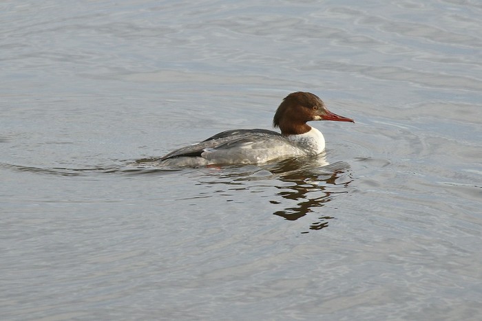 Goosander