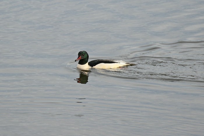 Goosander