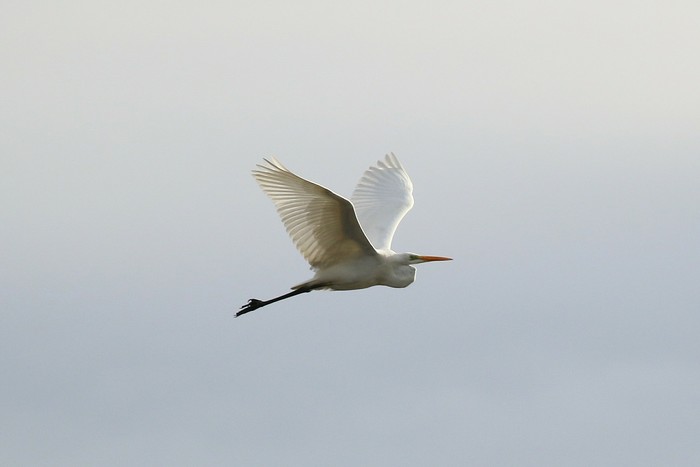Great White Egret