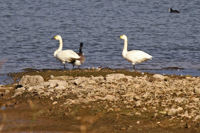 Bewick's Swan