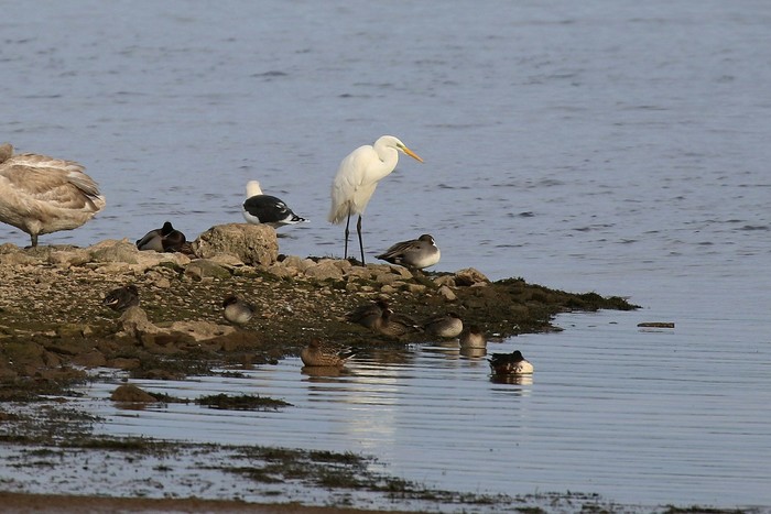 Great White Egret