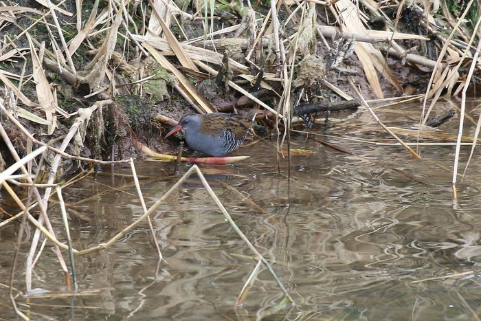 Water Rail