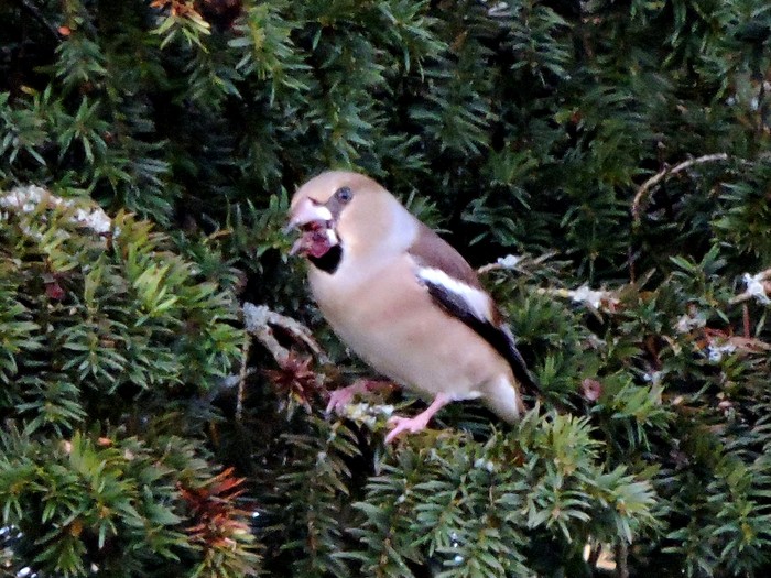 Hawfinch
