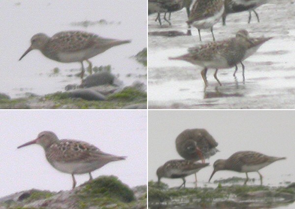 Pectoral Sandpiper