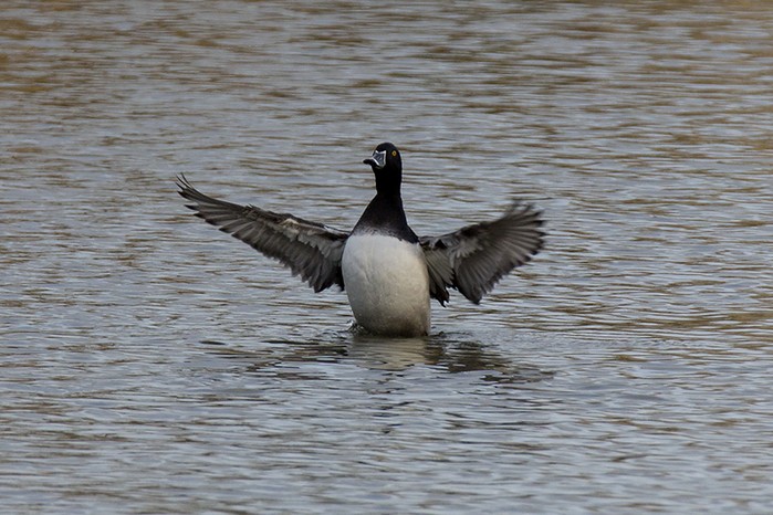 Ring-necked Duck