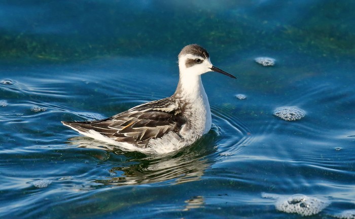 Red-necked Phalarope