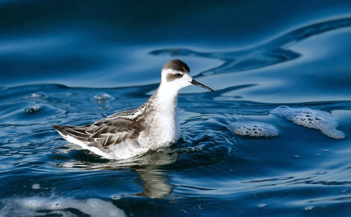 Red-necked Phalarope