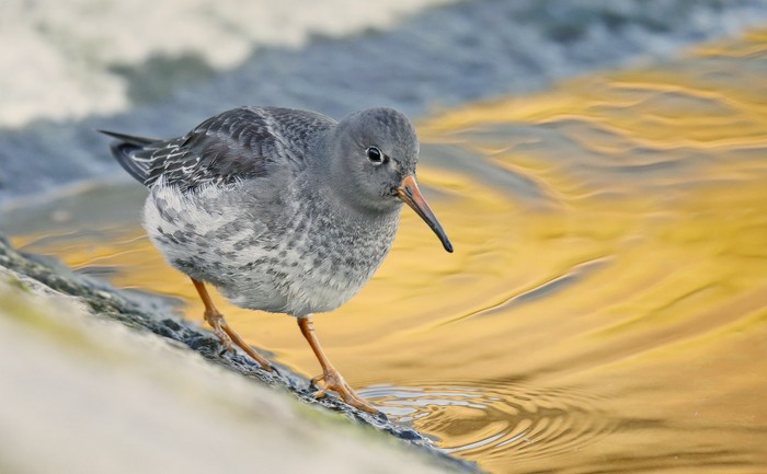 Purple Sandpiper