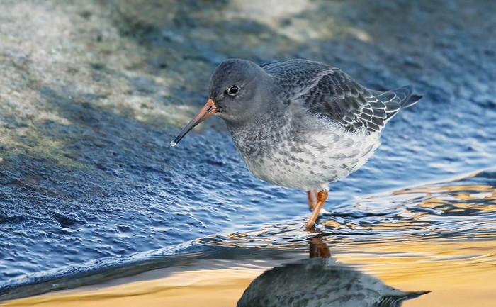 Purple Sandpiper