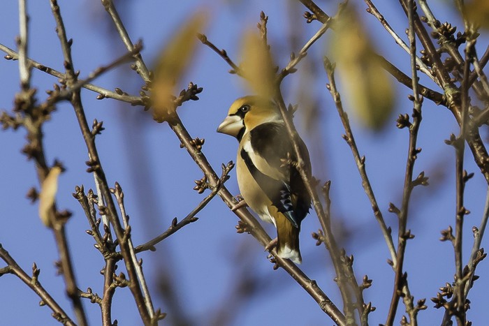 Hawfinch