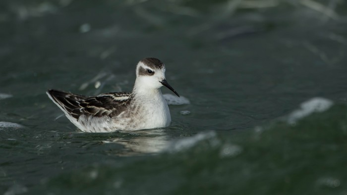 Red-necked Phalarope