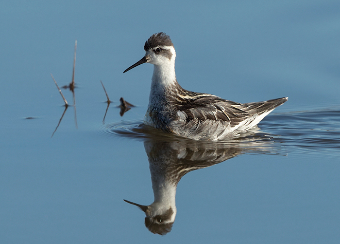 Red-necked Phalarope