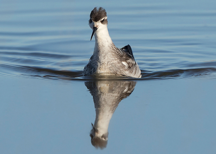 Red-necked Phalarope