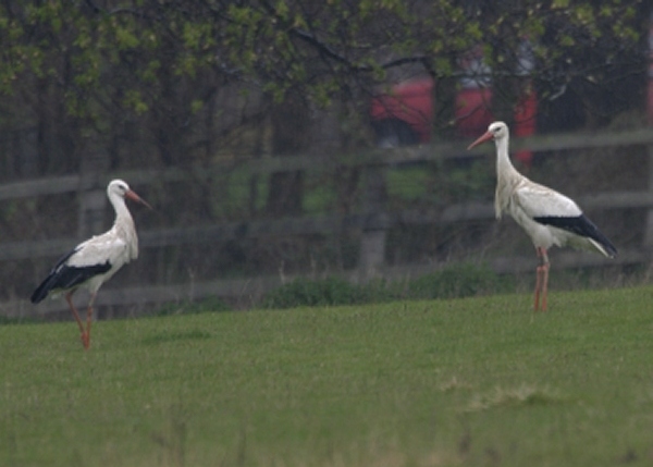 White Stork