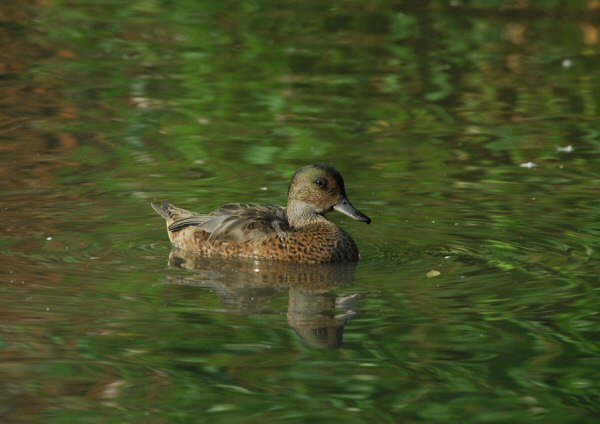 Falcated Duck