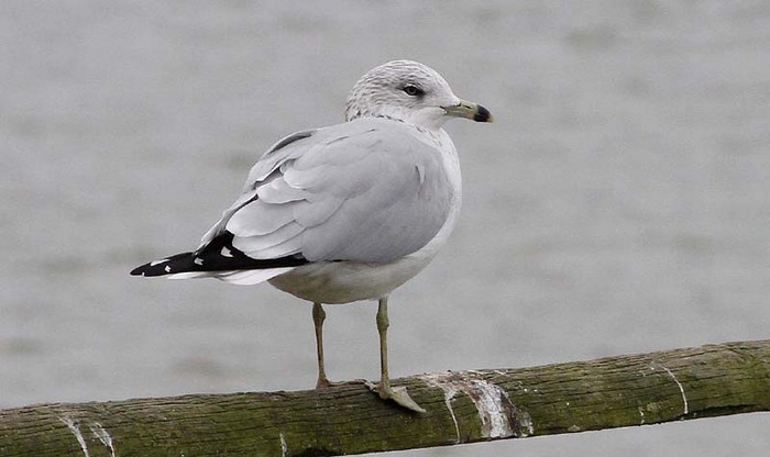 Ring-billed Gull