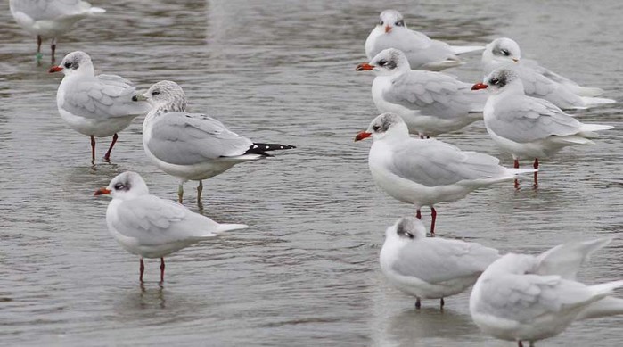 Ring-billed Gull