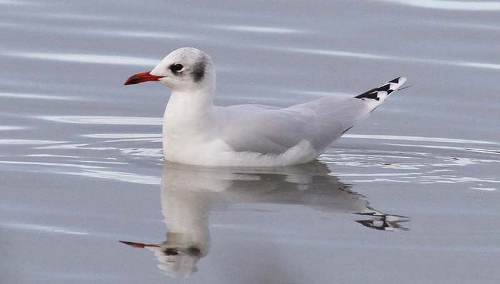 Mediterranean Gull X Black-headed Gull hybrid