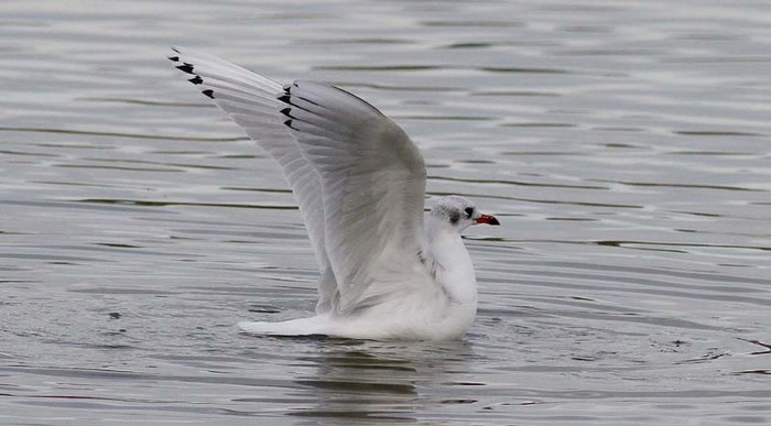 Mediterranean Gull X Black-headed Gull hybrid