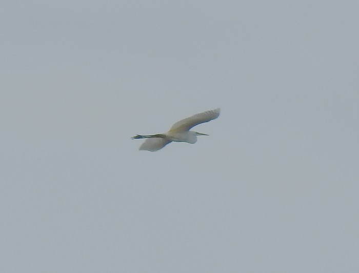 Great White Egret