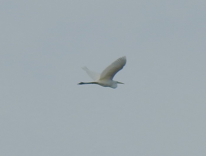 Great White Egret