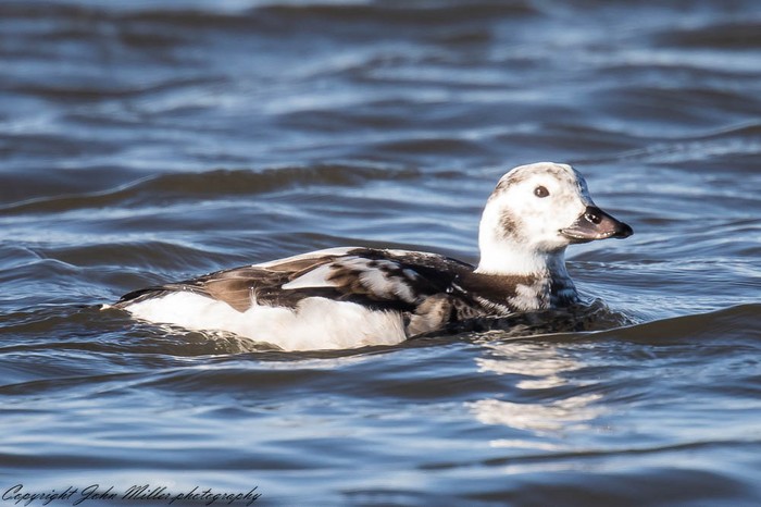 Long-tailed Duck