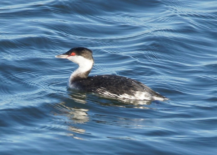 Slavonian Grebe