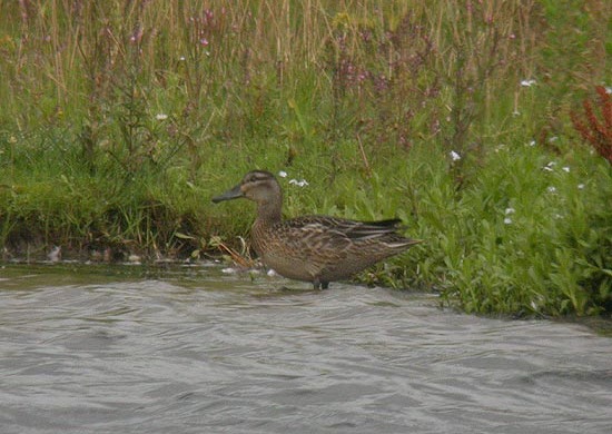 Garganey