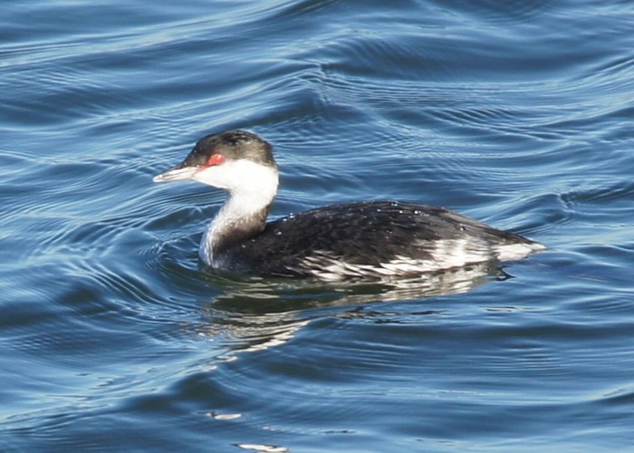 Slavonian Grebe 