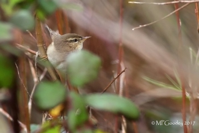 Dusky Warbler