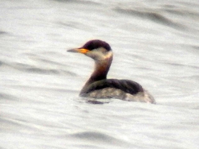 Red-necked Grebe