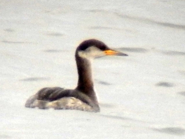 Red-necked Grebe