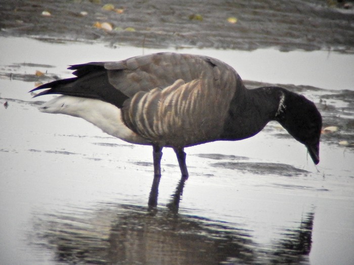 Dark-bellied Brent Goose