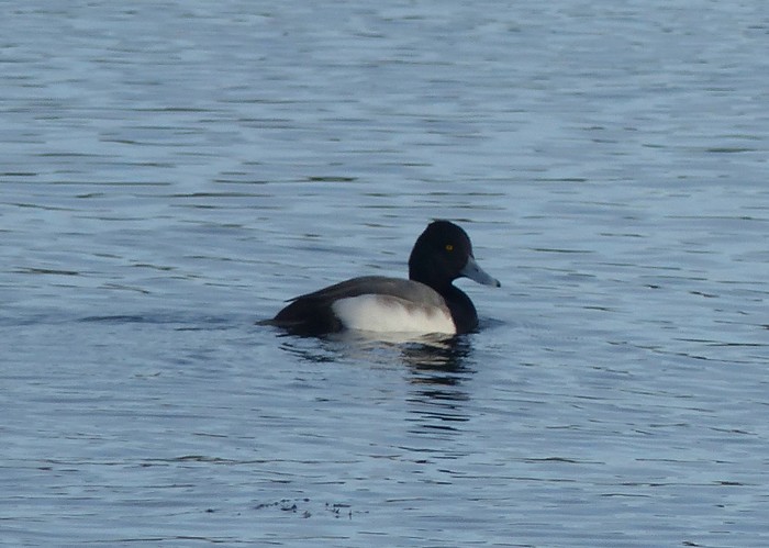 Lesser Scaup