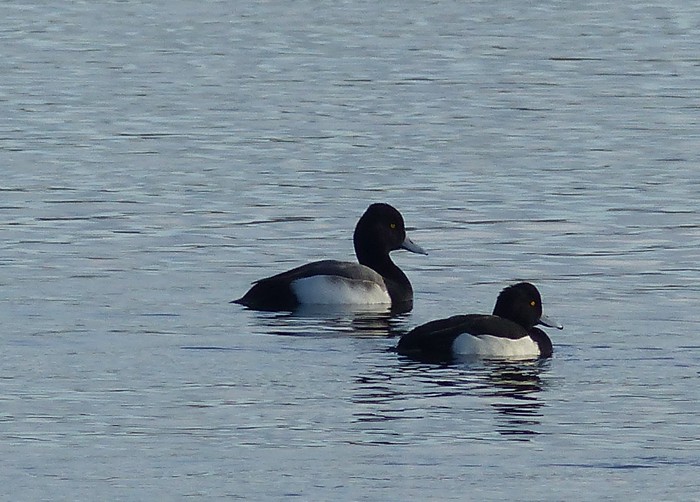 Lesser Scaup