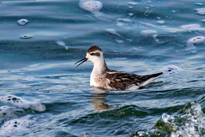 Red-necked Phalarope