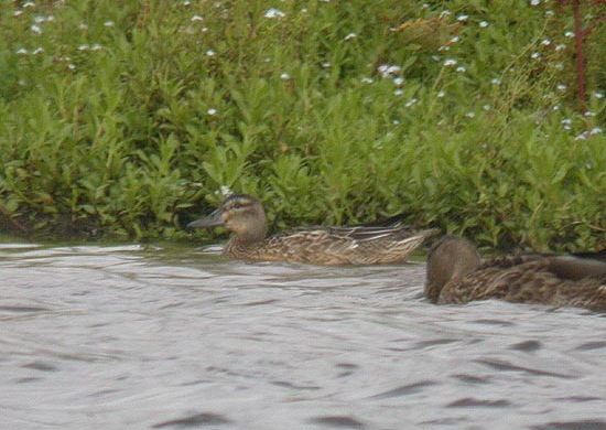 Garganey