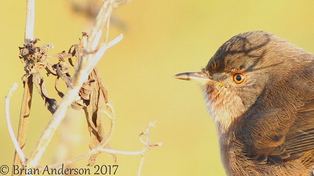 Dartford Warbler