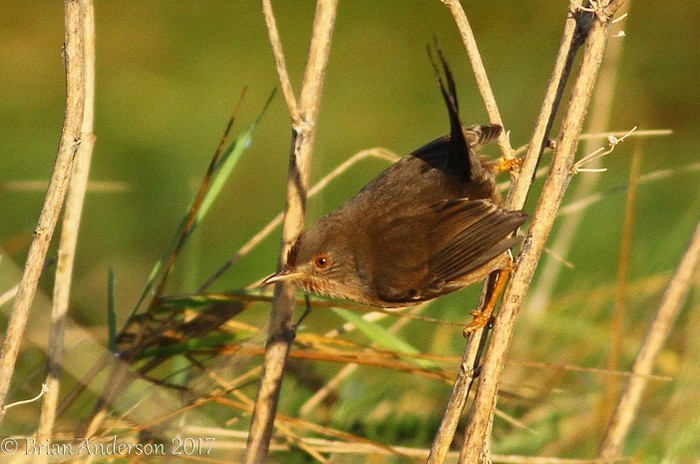 Dartford Warbler