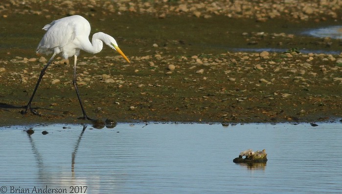 Great White Egret