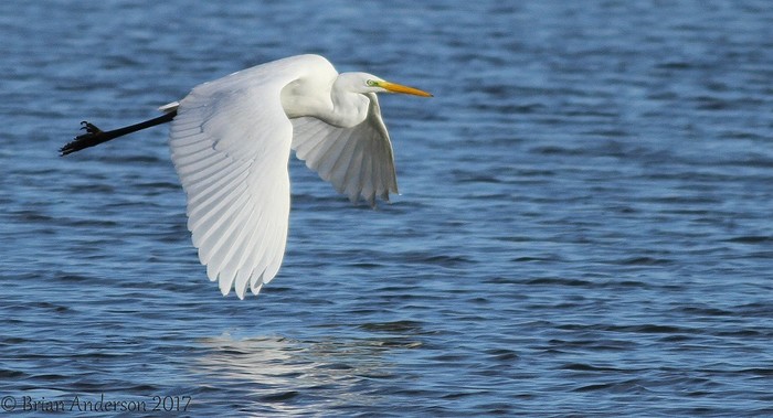 Great White Egret