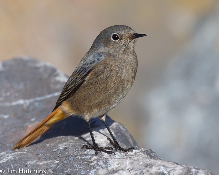 Black Redstart